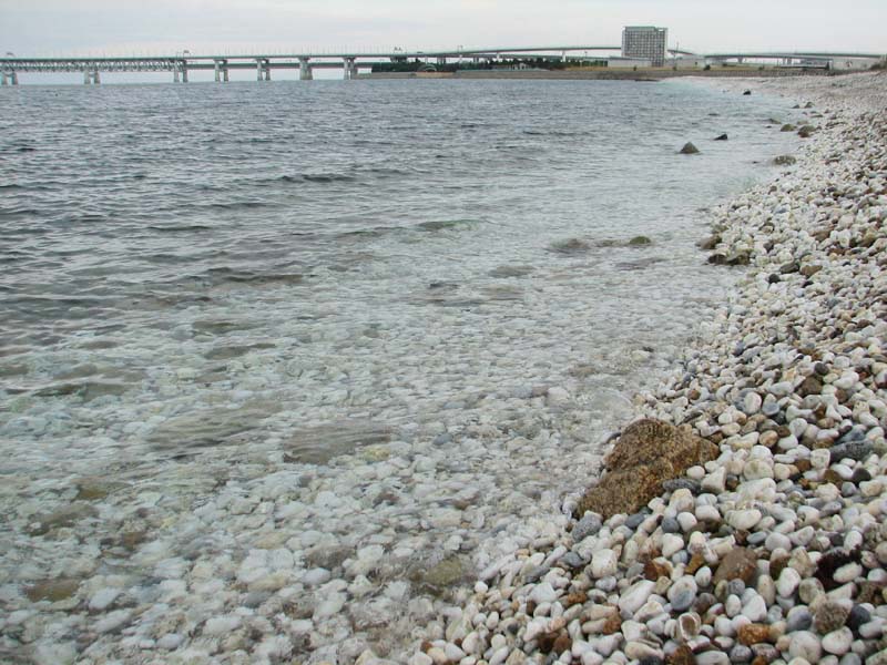 ここは卵大の丸石が敷き詰められた浜。 海水の透明度は上々。
