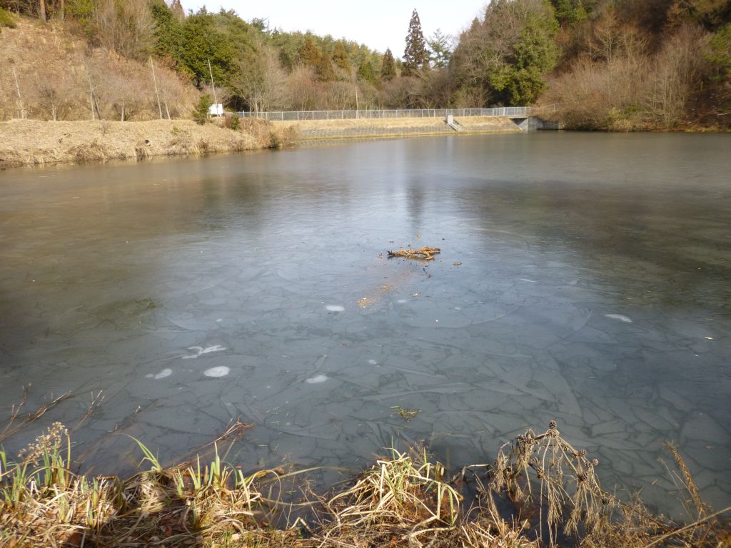 近くの池はコチコチに凍ってたけど、 今日は昨日よりも暖かかった～