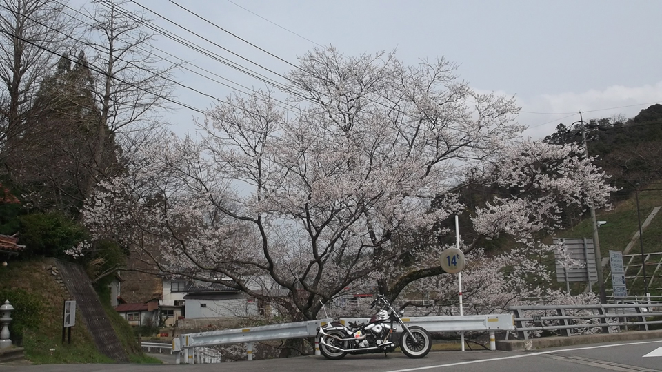 帰り、国道沿いの桜