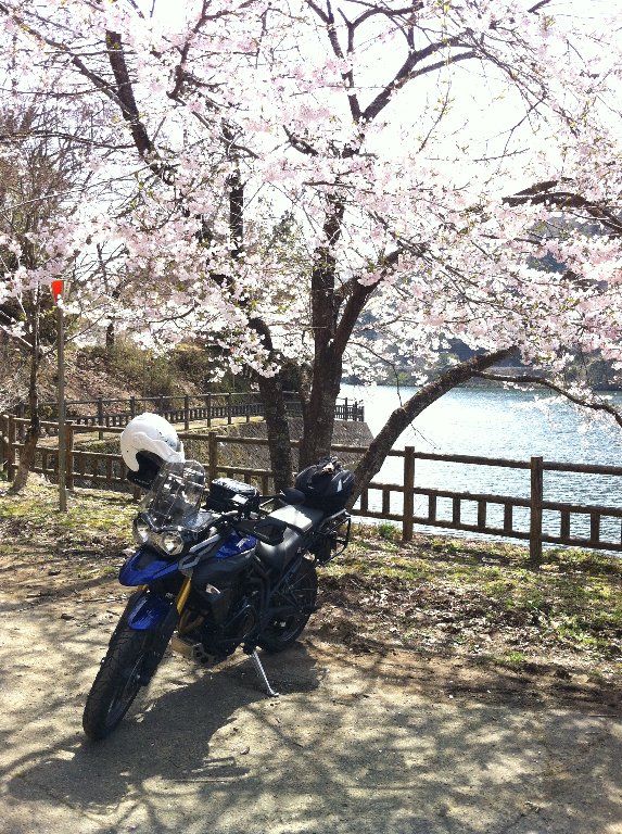 寺尾ｹ原千本桜を見に行った帰りに、伊自良湖へラーツーしてきました