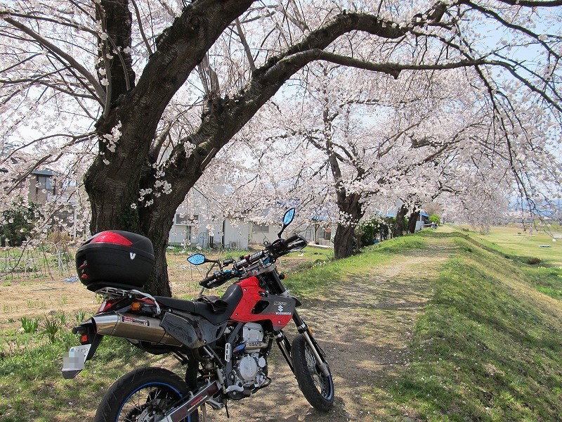 桜は、満開を超えてそろそろ散り始め。日曜日ということで 河川敷は