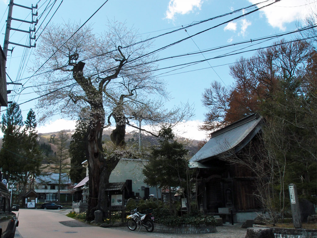 最後は八方薬師堂の江戸彼岸桜。 桜はたっぷり見たし、次は菜の花ツ