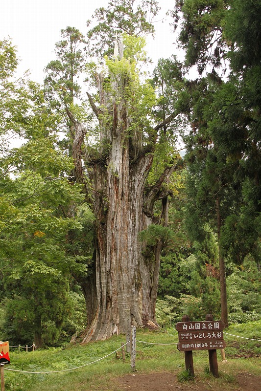 見よ、これが「石徹白の大杉」だ。 樹齢1800年。西暦200年か