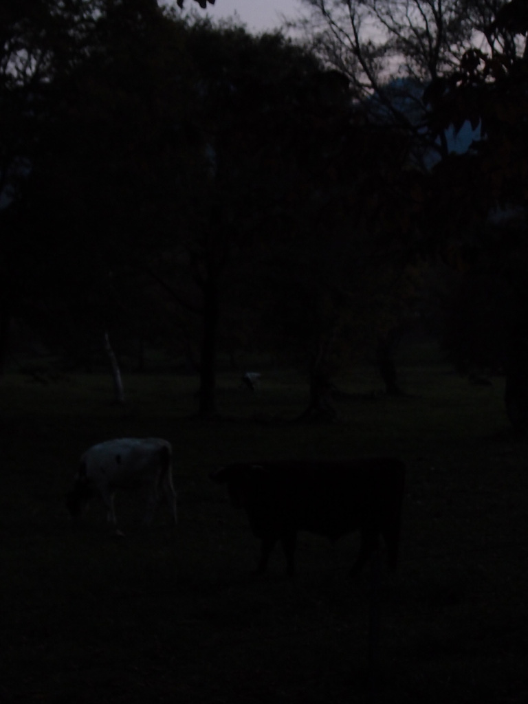 笹ヶ峰牧場の牛さん。 なんでかずっとカメラ目線・・・ワタシ　フシ