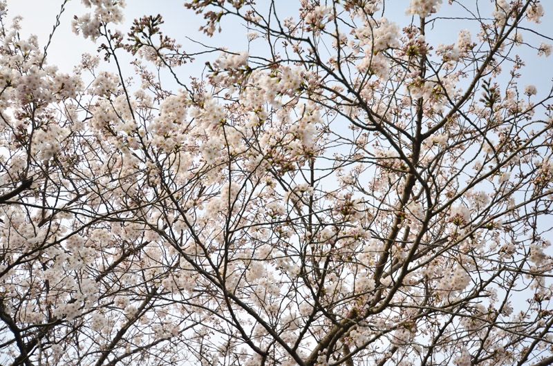 山の中腹あたりに生えてる桜は若干散り始めてました。 今度はいつ行