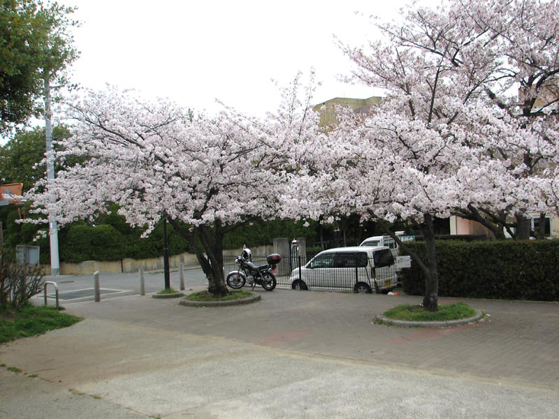 桜が咲いた公園へ花見のリベンジ！  ※前回の「うめぇラーツー」は