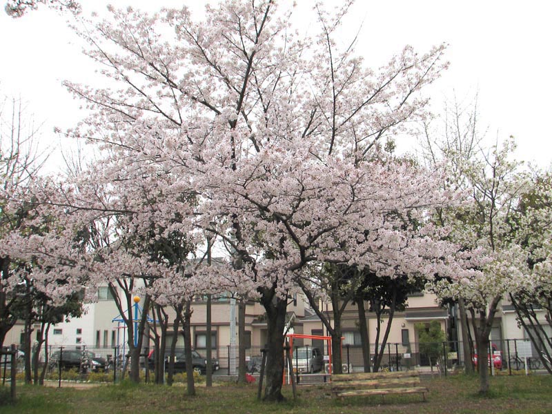 ｽﾝｽﾝｯ 桜の香りも えぇのぅ～ お花見マンセー！