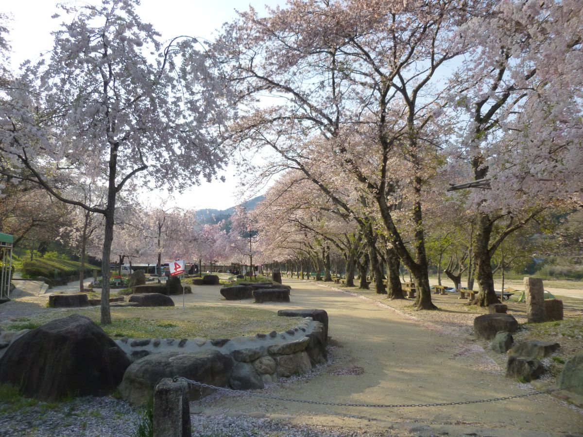 桜のピークは過ぎつつあるが、まだ綺麗