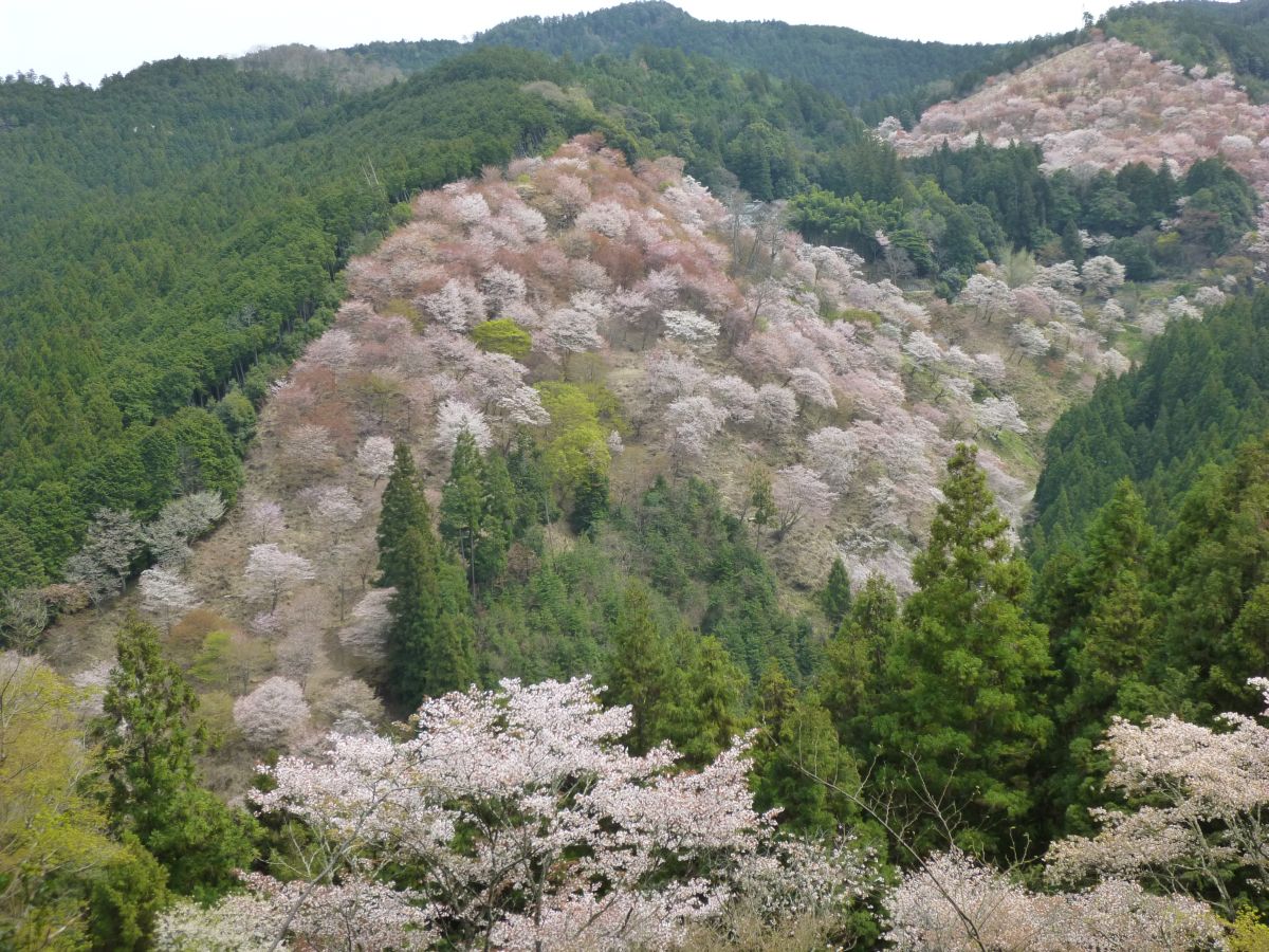 この後、吉水神社→金峰山寺→後醍醐天皇稜と見て回った  10km