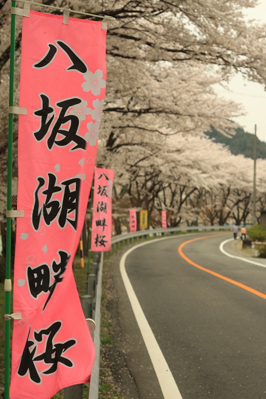 岩屋ダム手前の「八坂湖」 街道沿いに桜が植えられており、夜にはラ