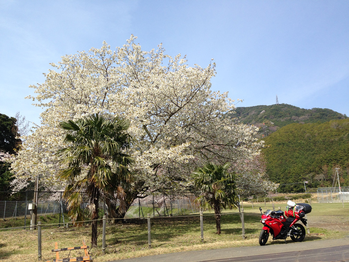 意図してなかったんだが紀伊半島海岸沿いは満開～葉桜の季節