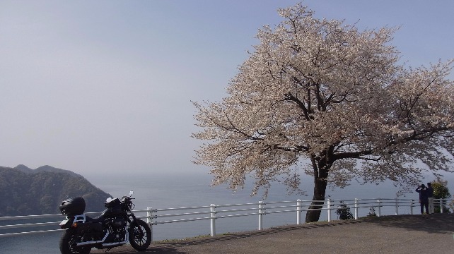 日本海側（北陸）ですが、まだ少し桜が残っていました。