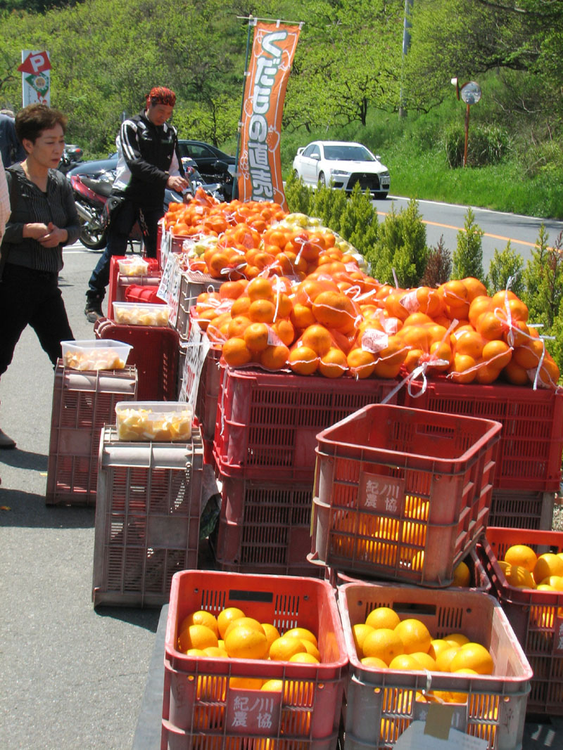 直売所に山積みの柑橘類がバカ安。 1ネット300円、2ネット50