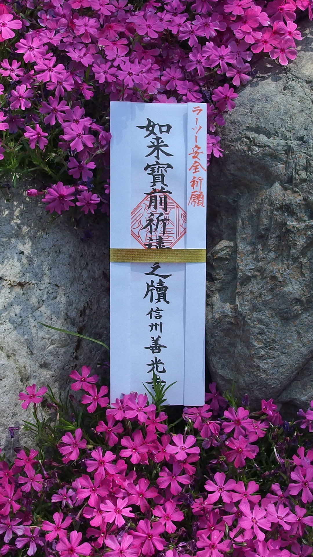iPhone6plus 1080×1920  今朝撮り直した芝桜