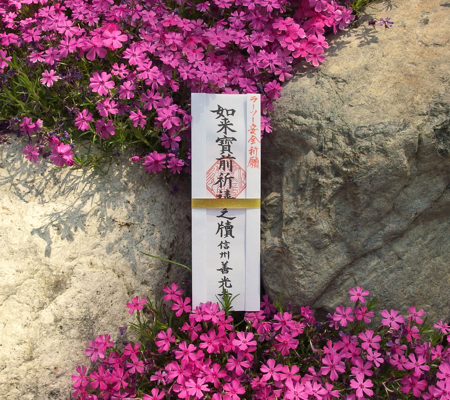 芝桜　1440×1280
