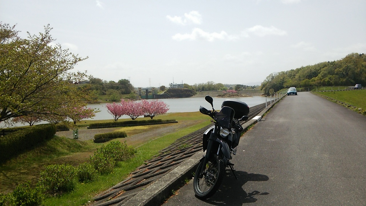 日野川ダムでラーにしましょう。 桜が咲いているところにいってみま