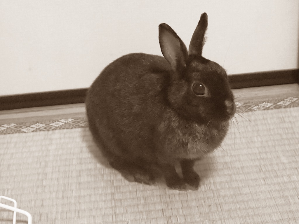 本日、ウサギさんが、月に帰りました。  享年10歳５ヶ月…うさぎ