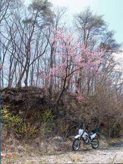 遠くからだと慎ましく見えた桜も根元まで来ればこのサイズ。 本日の
