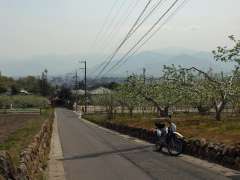 帰り道、高台からりんごの花と あと、桜は平野は散りましたが山桜は