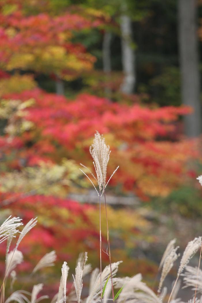 今年の紅葉はなかなかでした