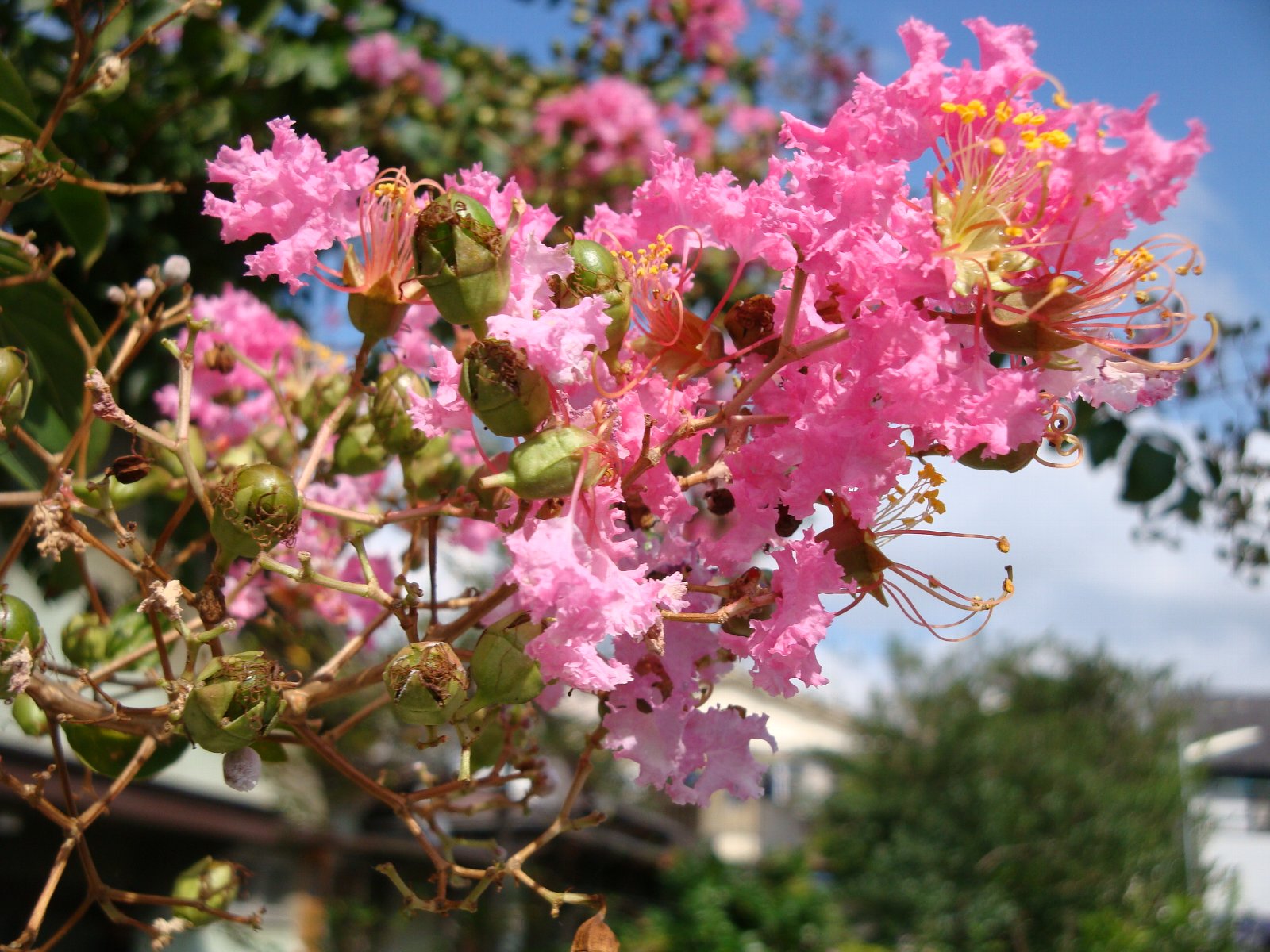 これも何て言うのか知らない花。 遠目には桜に似てるけど、近付くと