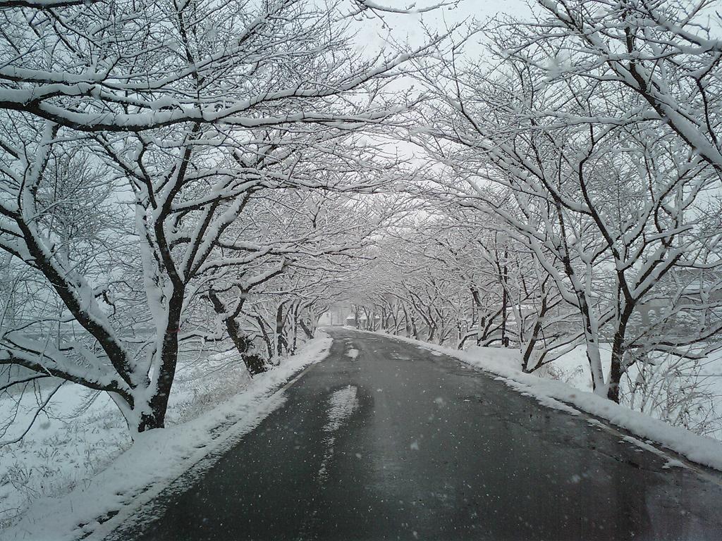 会社の近くの桜トンネルです この日は雪が降ってて雪桜になっていま