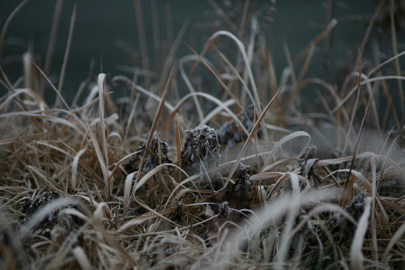川縁にあった枯れ草に霜が