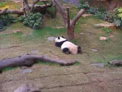 香港オーシャンパークに居るのパンダです 名前は・・・・なんだっけ
