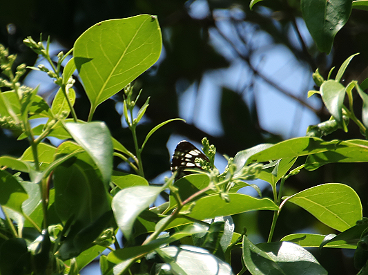 クロアゲハ蝶もこの木をかすめていきましたが  止まったのは　こん