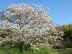 今年の桜ね、咲く前はへんなお天気だったけど　咲いてからはずっとお