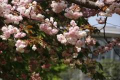 今は　ツツジやハナミズキに変わりつつですね  八重桜は　葉が出て