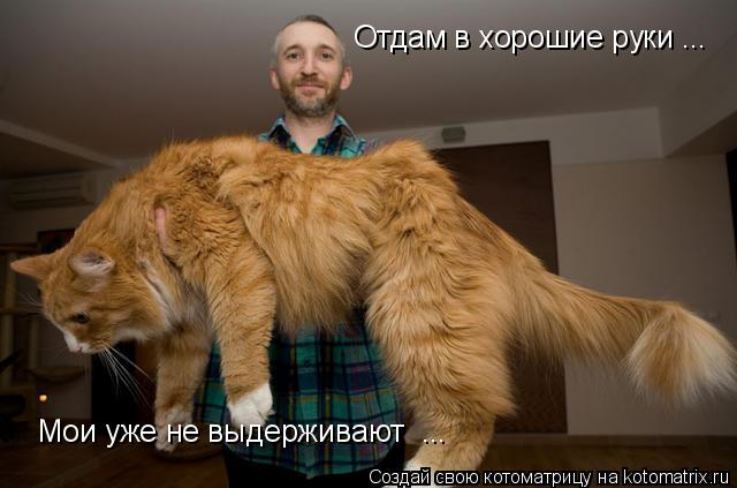 これくらいの大きさだそうです。 [犬派]x･)おそロシア