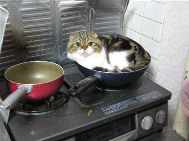 さあ、俺を料理しろ！