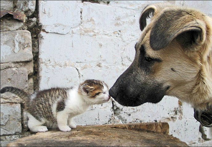 犬とぬこ