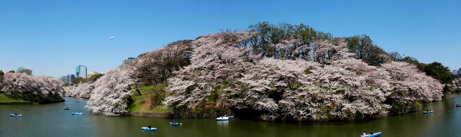 桜満開　千鳥が渕っ！（0418）