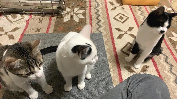 子猫たちの様子です♪  三匹は仲良し姉妹です。