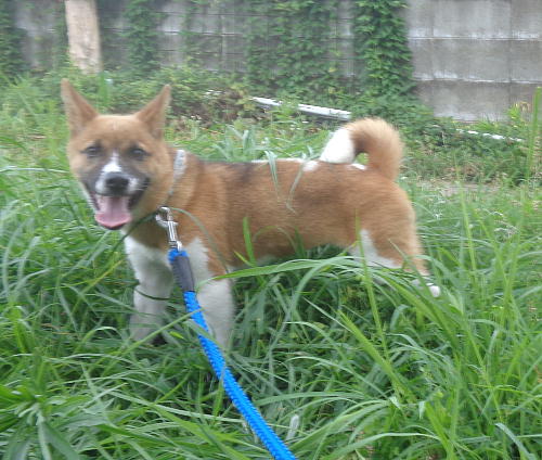 仮愛称：まや 医療面：狂犬病予防注射済み  元気一杯♪子犬らしさ