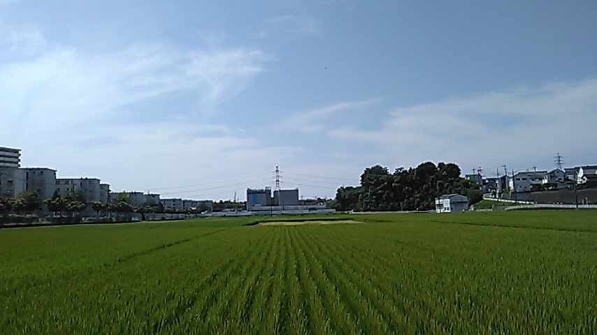 この田んぼには飛び案山子が情景なるいう事もありまして心根よく洗わ