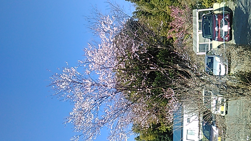 hey sakura feature miracle our a