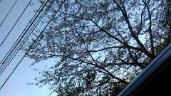 cherry blossom toon reiwabiyori 