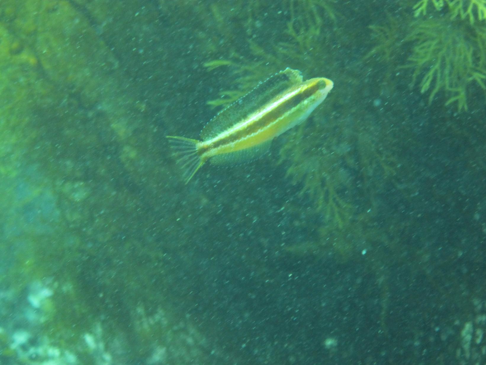 この魚は”ニジギンポ”で、体長は約１０ｃｍぐらいで背びれが大きく