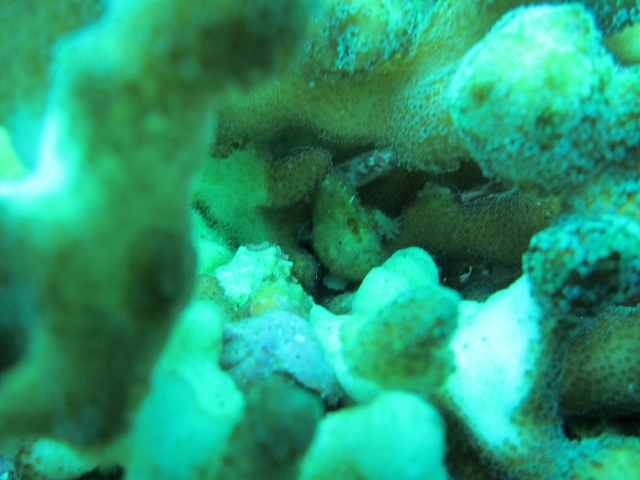 これは、サンゴの中に隠れている”エナガカエルアンコウ”です。 体
