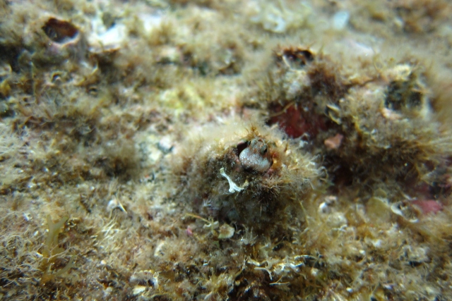 これは、もっと小さい”マツバギンポ”という魚で、岩に付いている小