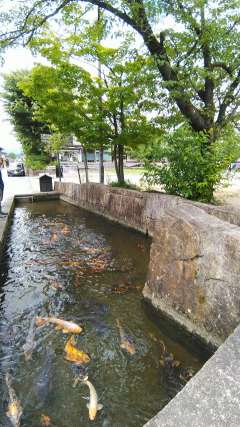 飛騨古川　4 瀬戸川、鯉が一杯泳いでました。