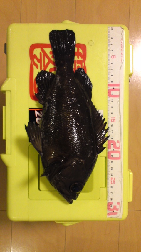 いきなりオニューリールで坊主食らいました。 浮きで坊主逃れです！