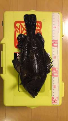 いきなりオニューリールで坊主食らいました。 浮きで坊主逃れです！