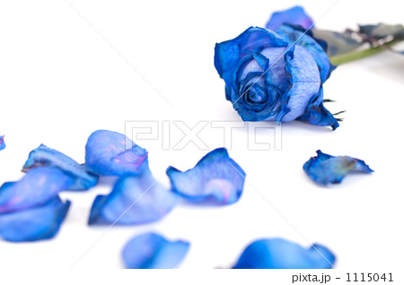 大橋教皇は青い薔薇が好きだ