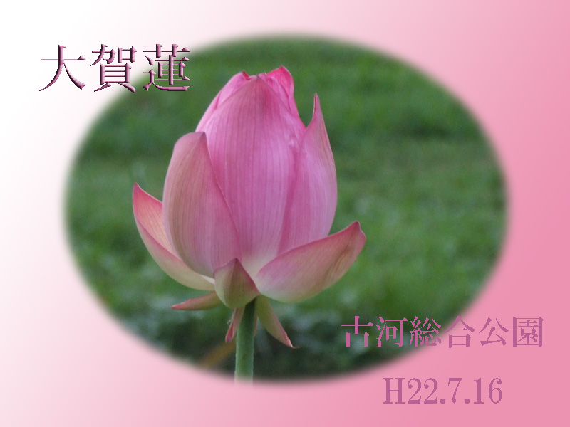 古河総合公園で撮影した大賀蓮をウェブアルバムに掲載しました。以下