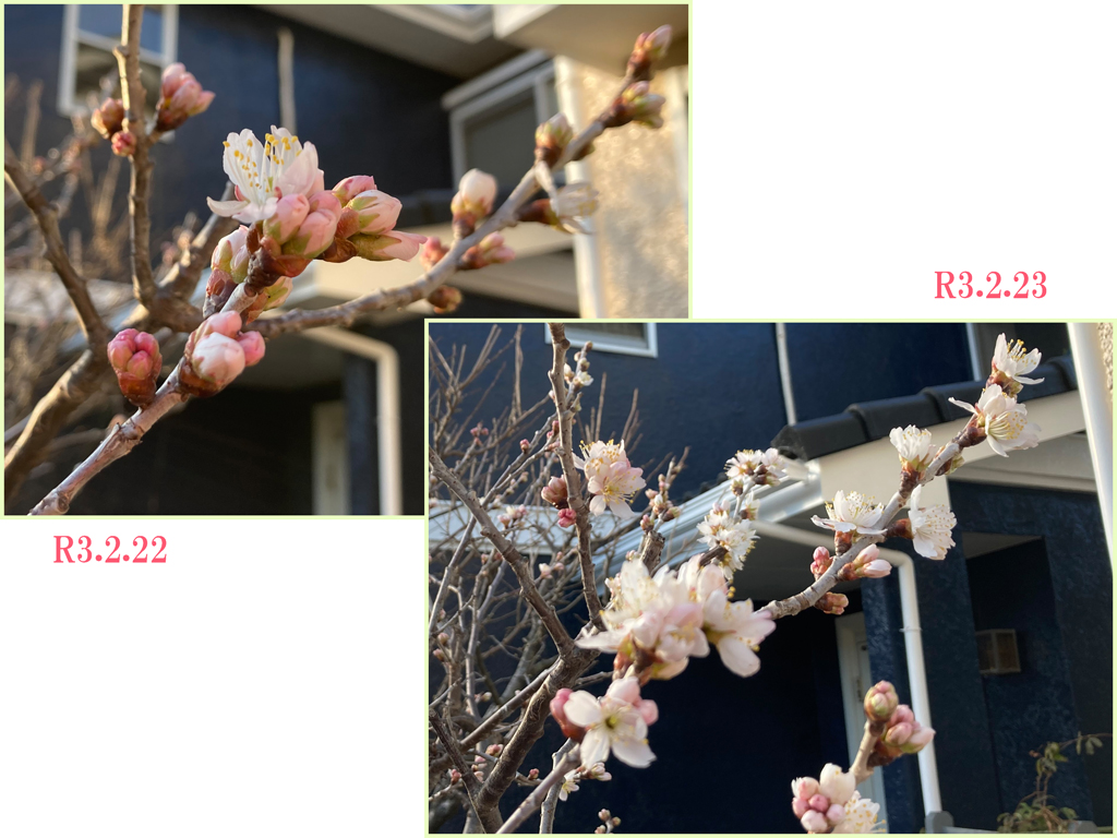 我が家のサクランボの木、開花しました。 2月22日に開花し、23